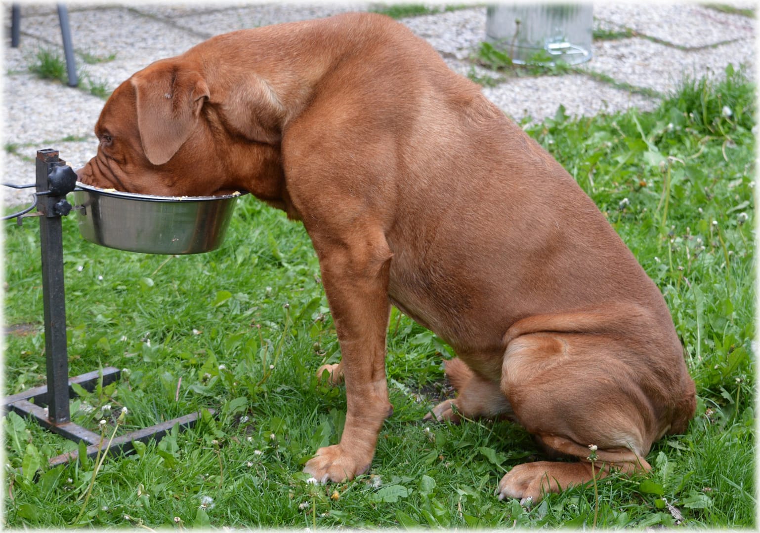 dog food